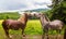Rural nature landscape. Couple of funny horses in highland field. Natural scenery