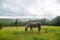 Rural nature landscape. A horse grazing in highland field alone. Natural scenery