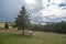 Rural nature landscape. A horse grazing in highland field alone. Natural scenery