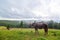 Rural nature landscape. A horse grazing in highland field alone. Natural scenery