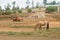 Rural old time vintage field landscape of an old orange flatbed truck with a bay horse in foreground, western farm lifestyle