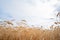 Rural outdoors scene, ripe wheat agricultural field.