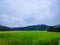 Rural paddy crop fields with cloudy sky
