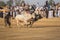 Rural Pakistan, the thrill and pageantry bull race.