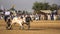 Rural Pakistan, the thrill and pageantry bull race.