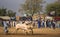 Rural Pakistan, the thrill and pageantry bull race.