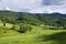 Rural pastoral landscape with brown cows, green grass fields and meadows.