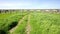 A rural path through a green field and the Aqueduto da Granja aquaduct at Pero Pinheiro