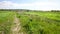 Rural path through a green field at Pero Pinheiro