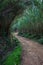 Rural Path Through Reed