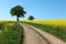 Rural path tree yellow oilseed canola field a