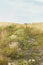 Rural pathway along weeds, wild herbs and field of cereals