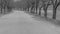 Rural paved road lined with trees in black and white