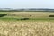 Rural pictorial agriculture scenery at summer time