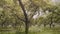 Rural plantation with peach trees growing in long rows