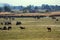 Rural public grazing of cattle