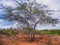 Rural region of the brazilian northeastern interior. The semi-arid tropical climate has the caatinga as a vegetation biome.