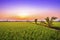 Rural rice field in the sunset