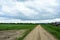 Rural road along a field of plants. Village, fence, houses. Forest in the distance. There are clouds