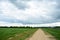 Rural road along a field of plants. Village, fence, houses. Forest in the distance. There are clouds