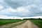 Rural road along a field of plants. Village, fence, houses. Forest in the distance. There are clouds