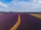 rural road through beautiful cultivated lavender field