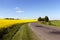 Rural road . canola