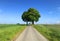 Rural road central symmetric composition with framing trees. Bike summer route in Poland