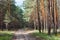 Rural road in coniferous forest thicket