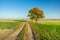 Rural road through fields, lonely autumn tree