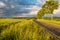 Rural road between fields in warm sunshine under dramatic sky