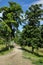 Rural road flanked by green trees under clouded blue sky