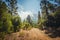 Rural road in forest landscape - pathway in wilderness / nature