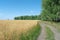 Rural road goes around a field of ripe wheat