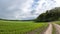 Rural road, green agriculture field panorama