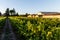 rural road and green grapes at farm