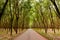 Rural road through Green Lush Para rubber tree plantation in sou