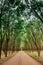 Rural road through Green Lush Para rubber tree plantation in sou