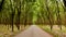 Rural road through Green Lush Para rubber tree plantation in sou
