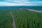 Rural road passing through rows of pine trees.