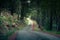 Rural road in a pine forest in autumn. Ghostly atmosphere