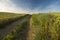 rural road running through the fields