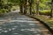 Rural road shaded by large shade trees