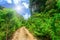 Rural road with tropical plants