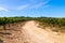 Rural road at vineyard. Country road in Vineyard with rows of grapes