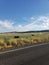 Rural roadside cattle and irrigation