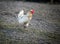 Rural rooster walks pasture