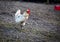 Rural rooster walks on pasture