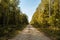 Rural sandy road in the autumn forest. The trees on the roadside are illuminated by bright sunlight. The shady side of the forest