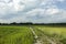 Rural sandy road through green fields and a cloudy sky